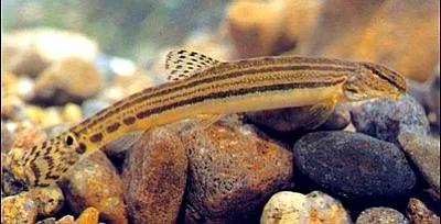 野生泥鳅品种图片大全大图,最大的泥鳅图片大全