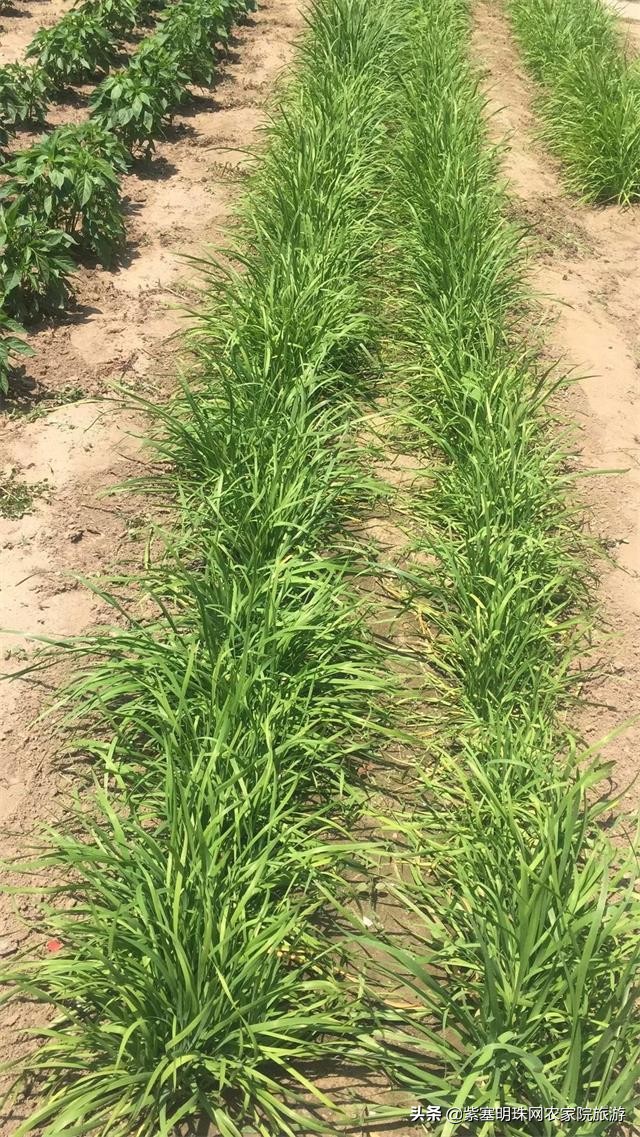 绉︾殗宀涙梾娓稿彲浠ュ嚭娴锋崟楸肩殑鍦版柟 (绉︾殗宀涚墽娴疯繙鑸啘瀹堕櫌)