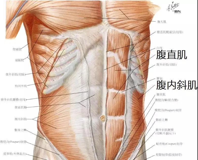 “内脏下垂、子宫脱落、漏尿……”:扒一扒你不知道的网红束腰