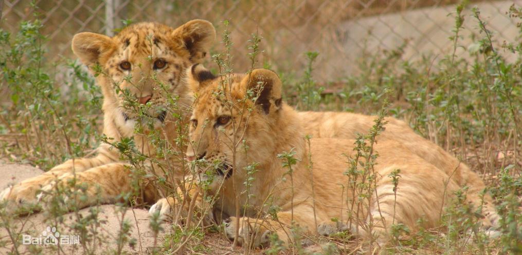 世界上第一只狮虎兽,狮虎兽和虎狮兽为什么体型巨大