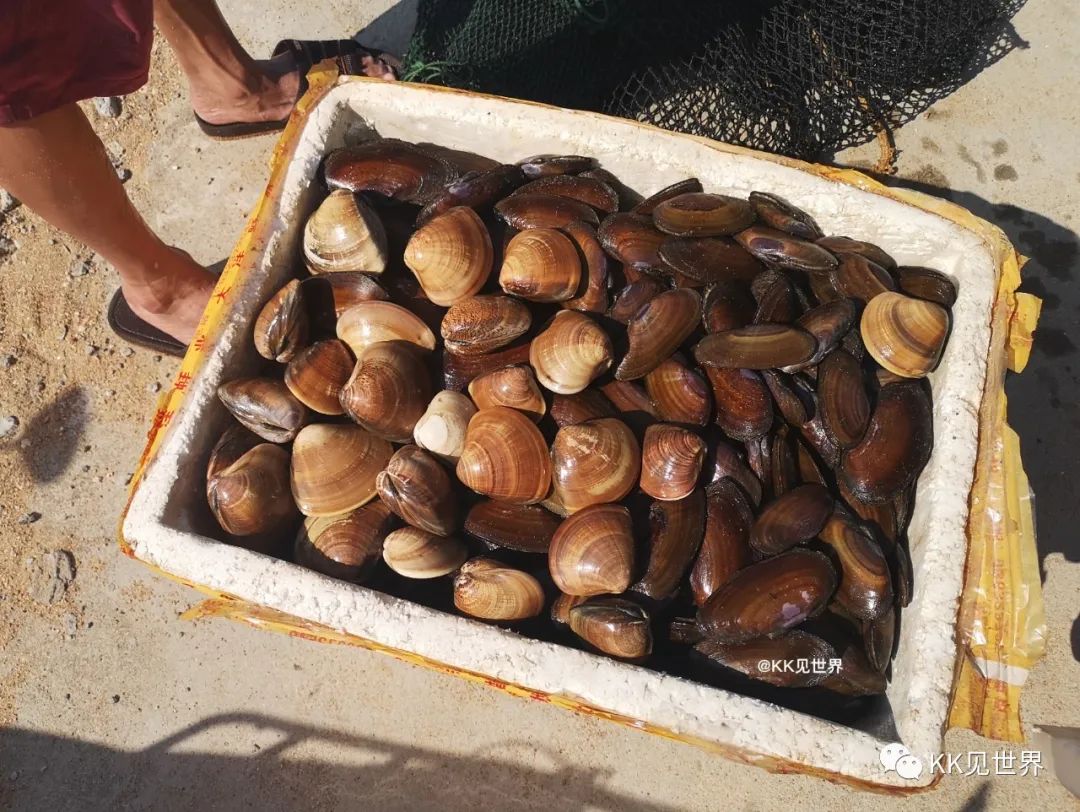 东澳岛电动车环岛旅游,珠海东澳岛徒步攻略