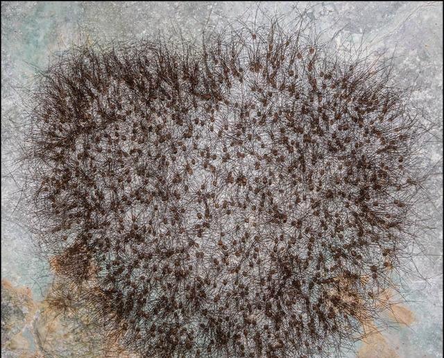 黑兔蜘蛛的视频,黑兔蜘蛛长相图