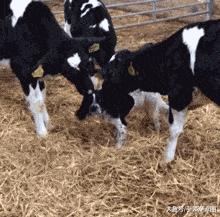 看了整整七分钟，他们最终还是上去了