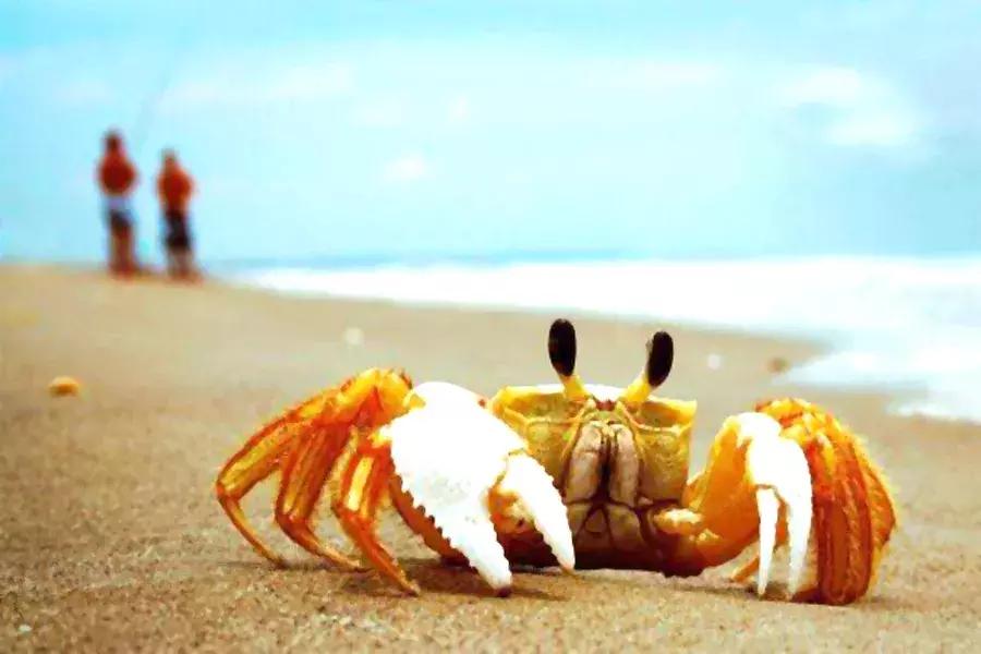 金秋蟹吃多了会怎样,毛蟹与哪些食物不能一起吃