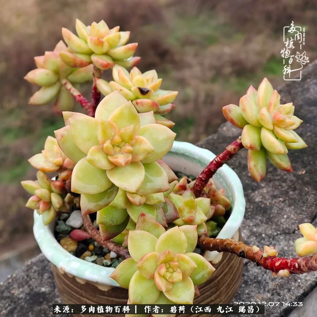 养了五年的多肉看到岁月的痕迹,经过一年春夏秋冬的轮回