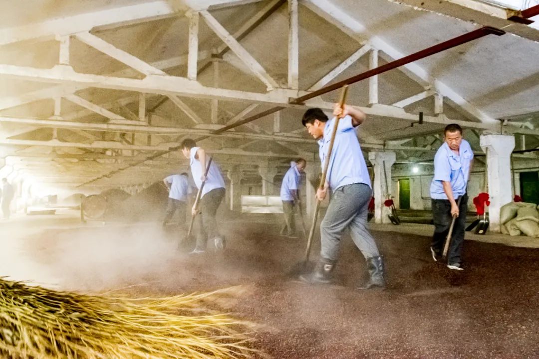 顺应天时适时耕作,酱酒核心产区迎来新一轮下沙