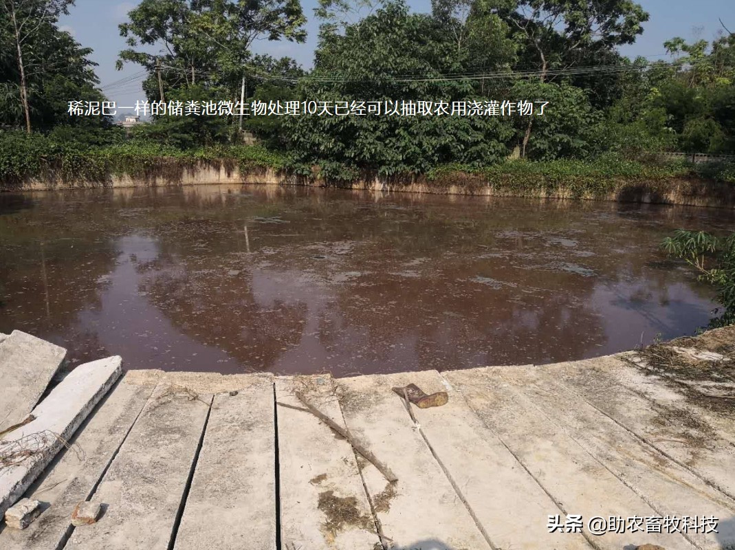 水泡粪猪场如何防控非洲猪瘟和解决养殖中臭味及粪污处理的难题？