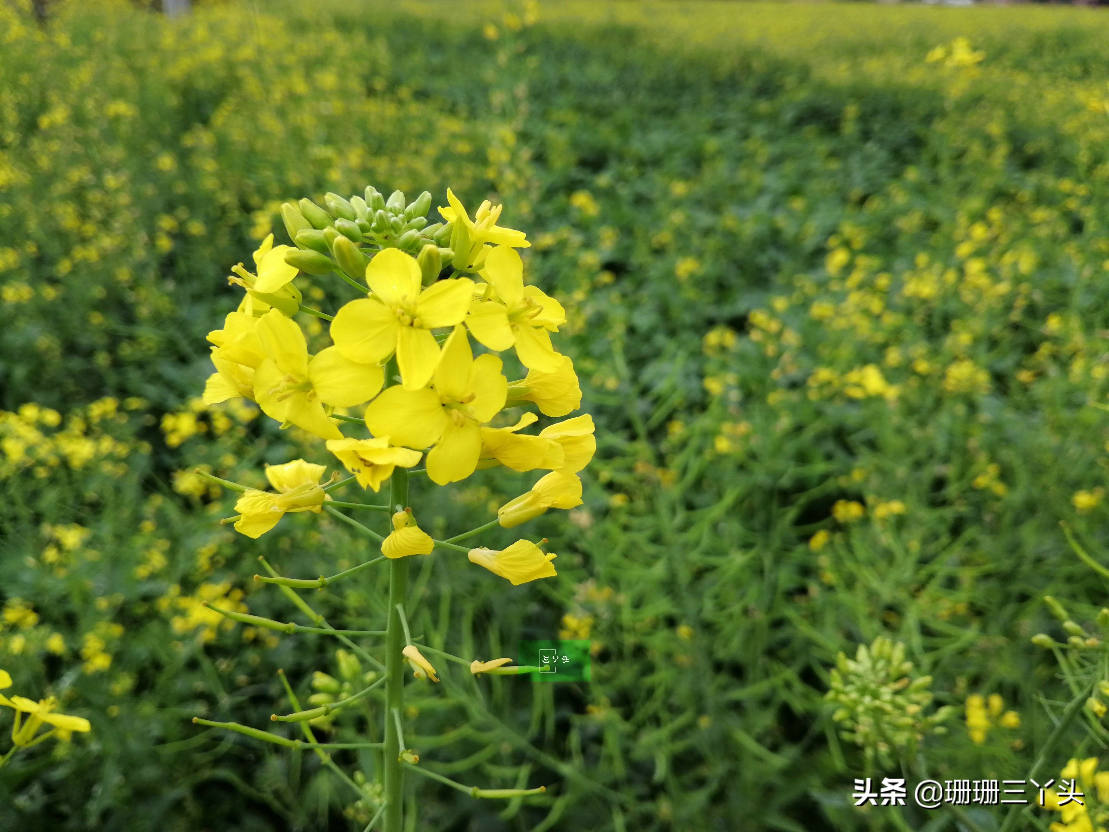 广州春季赏油菜花的地方,广州绝美油菜花海