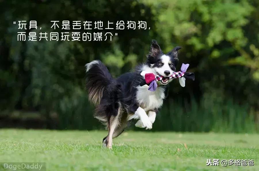 狗狗咬拖鞋怎么回事,狗狗一直咬拖鞋怎么训练