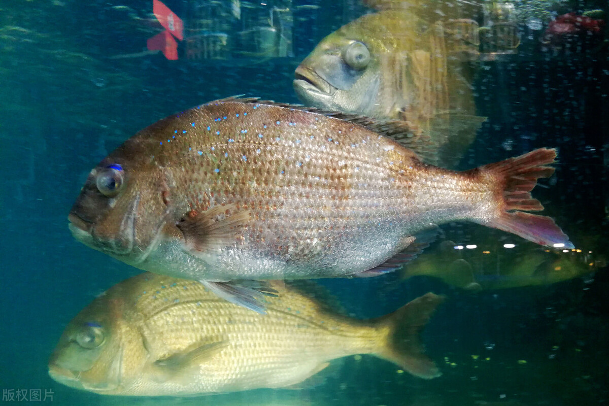 如何辨别海水鱼的公母,淡水鱼和海水鱼有什么区别