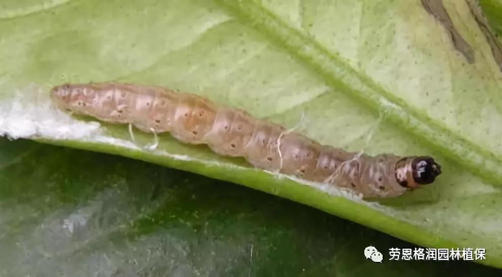 园林春季害虫的预防方法,常见园林害虫种类及主要特征