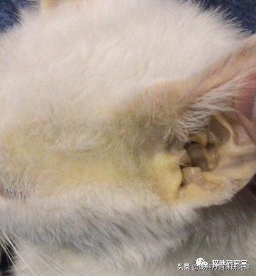 猫得了球虫病怎么办,猫得球虫病怎么治疗