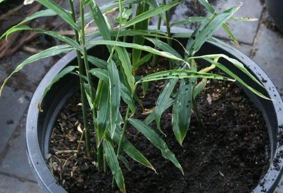 懒人盆栽生姜的种植方法,生姜盆栽到底是深埋还是浅埋