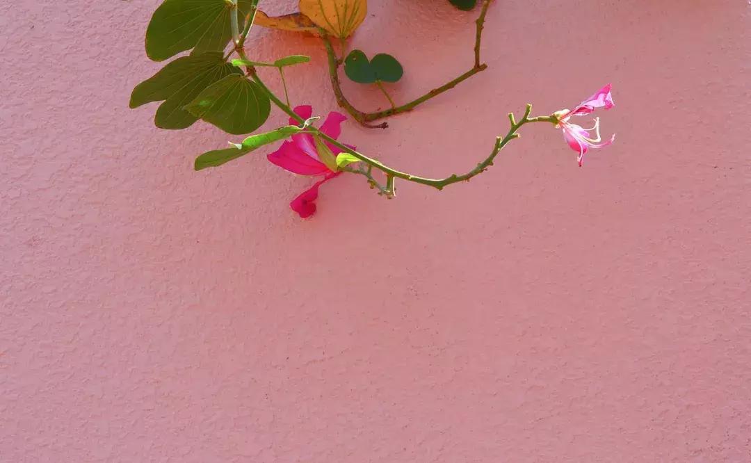 马来西亚适合游玩的岛,马来西亚阳光大海