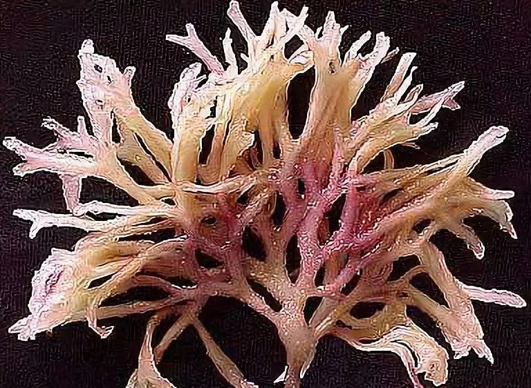 一个关于金盏花的美丽故事--莫小在金盏花舒缓悦养面霜