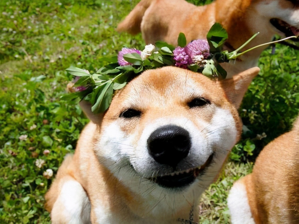 狗狗没了一只眼睛,狗狗只有一个睾丸正常吗