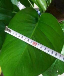 用水瓶培育绿萝,怎样用塑料瓶养吊起来的绿萝