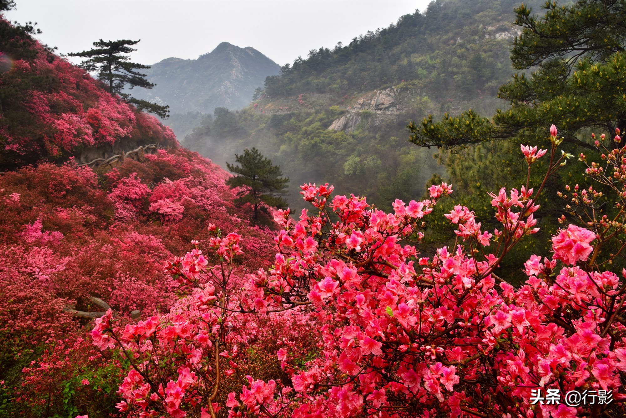 云雾山武汉,武汉汉口北打卡网红景点