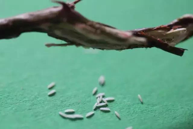 知了和蚱蝉是一种动物吗,知了和蚱蝉有什么区别