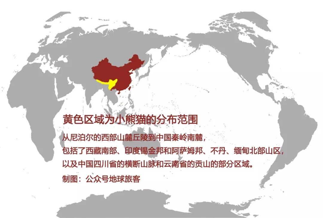 大熊猫真的安全了吗,大熊猫平安活着吗