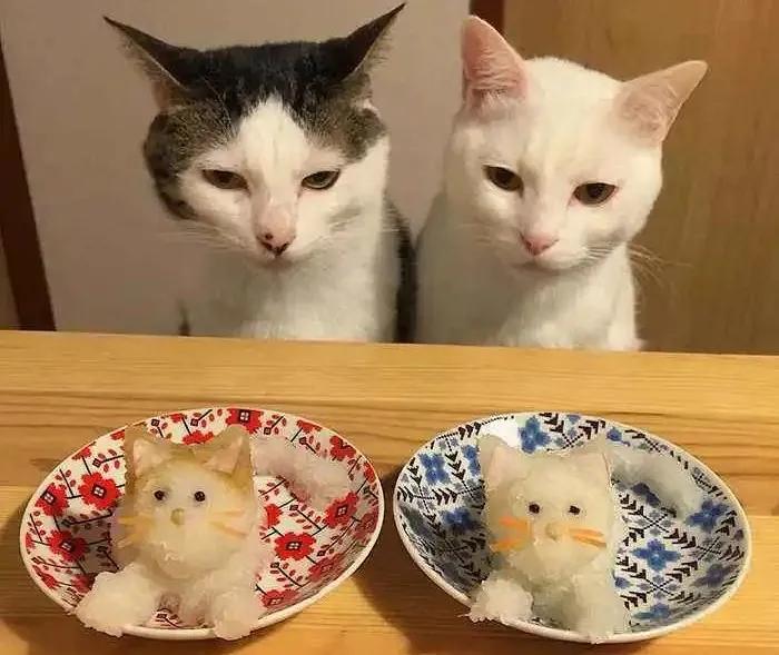 新手铲屎官要选什么狗粮,新手铲屎官选粮