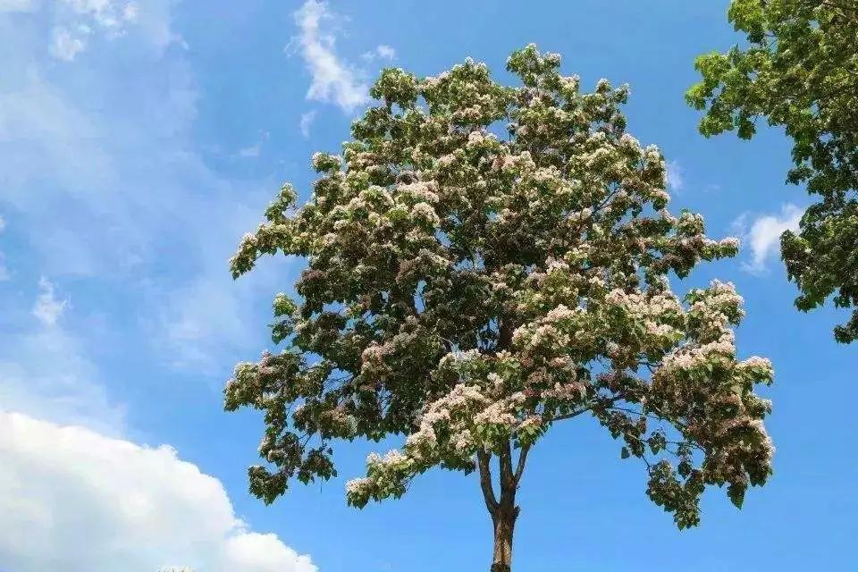 绿化用苗有哪些好品种,现在春季绿化都有哪些绿化苗