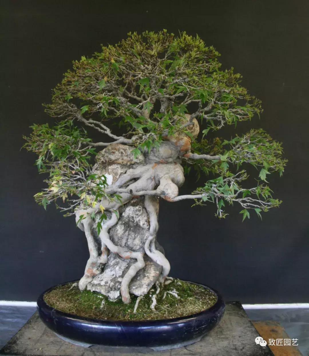 提根盆景造型大全大图,漂亮的提根盆景图片