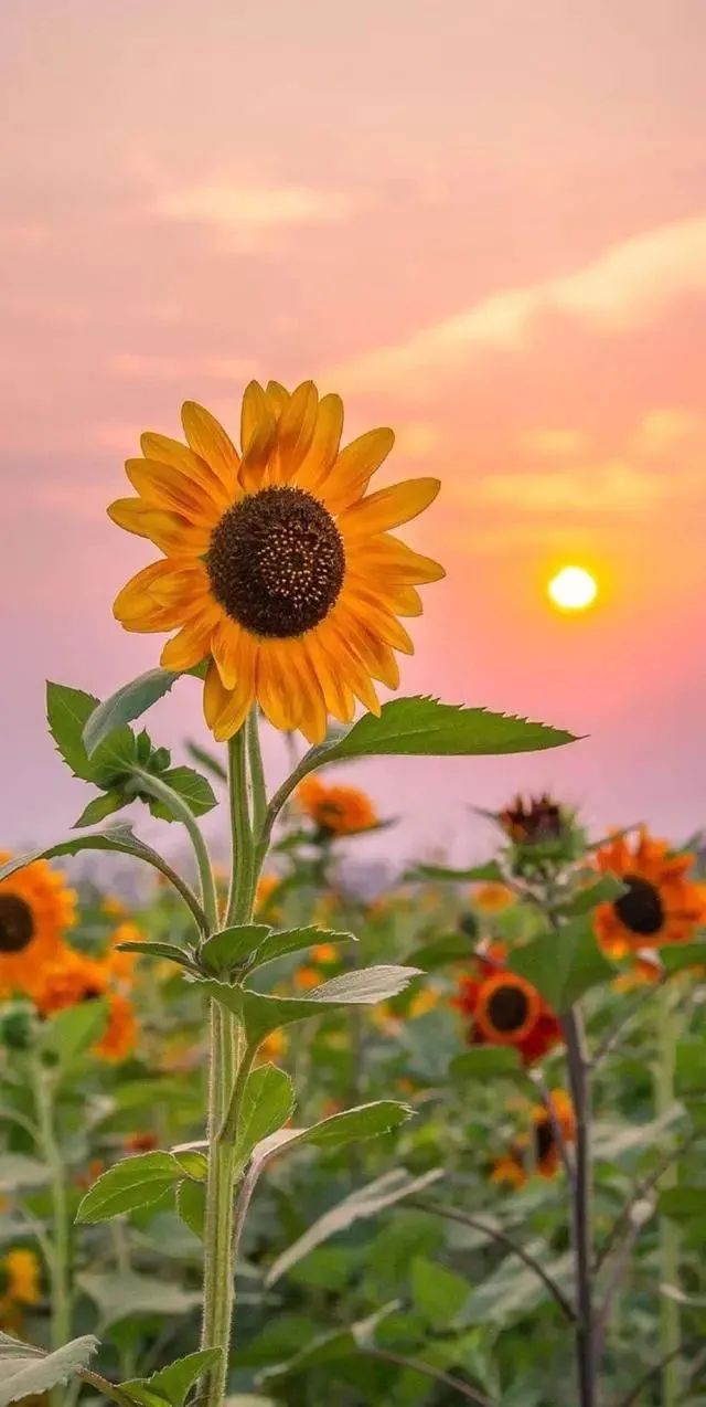 鏈夌埍鐨勫悜鏃ヨ懙,鏆栧績鐨勫悜鏃ヨ懙