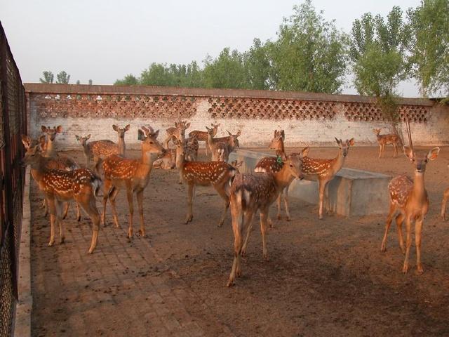 娌冲崡鐩镐翰灏忎紮褰╃ぜ澶珮,娌冲崡缁撳褰╃ぜ涓轰粈涔堥偅涔堥珮