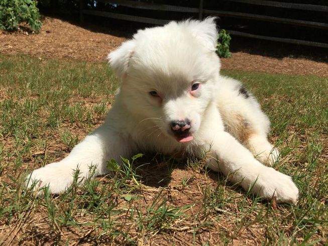 养一只幼年的小狗它会孤独吗,养一只小狗感觉小狗太孤独了