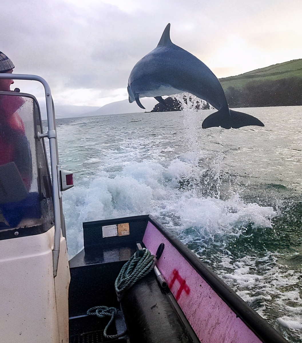 陪伴人类37年后，爱尔兰的明星海豚消失于海上