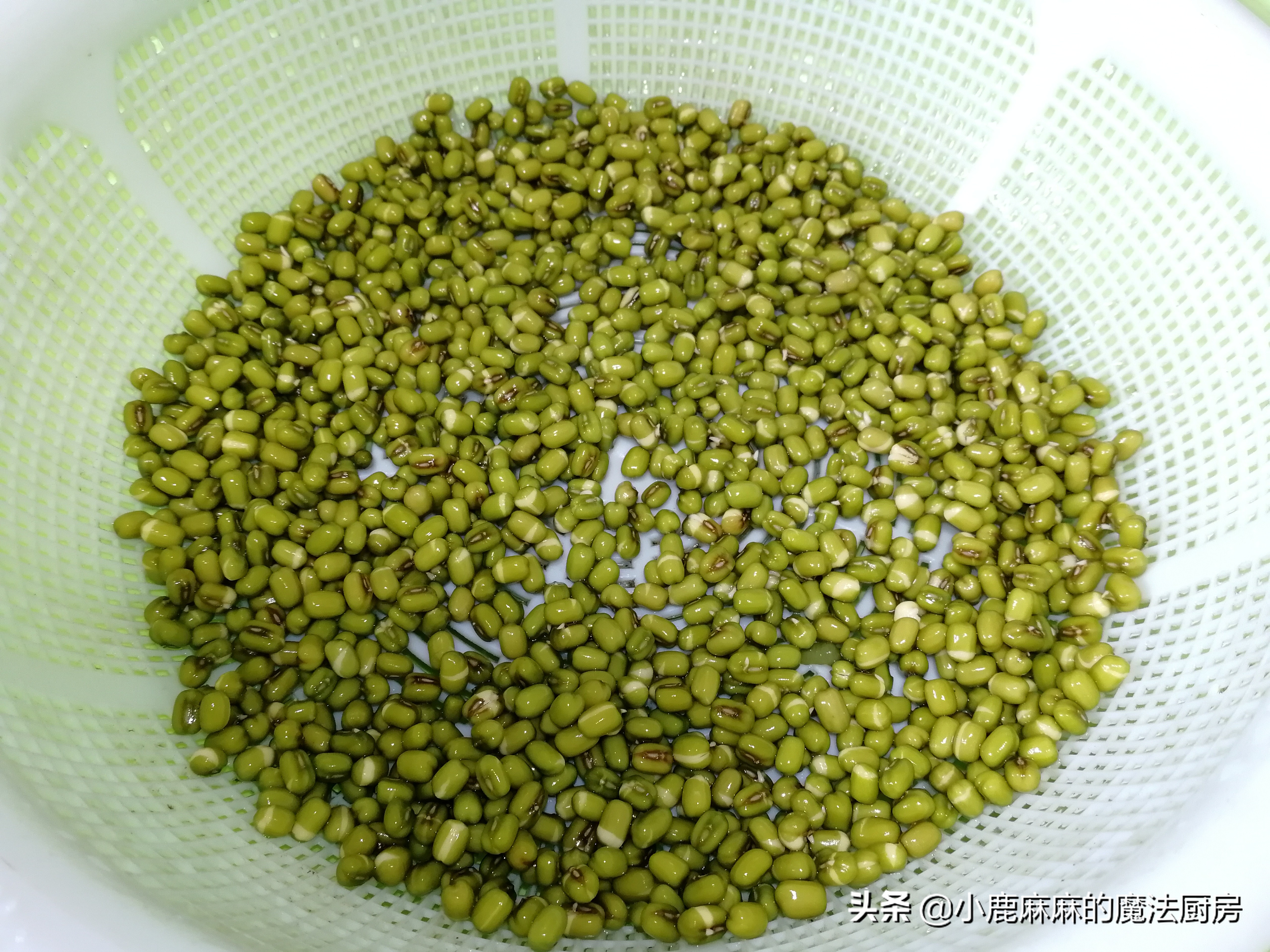 自制的豆芽怎么会苦,怎么自制豆芽不苦