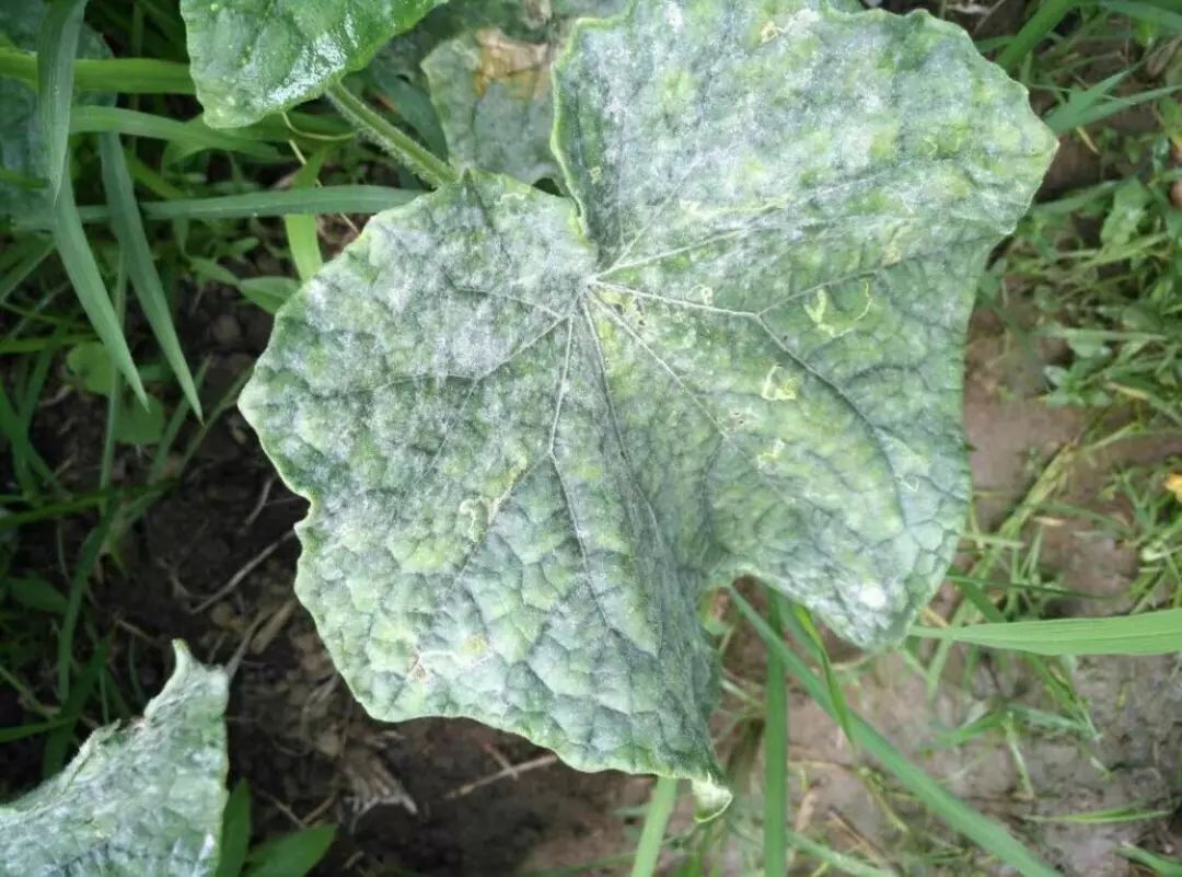 黄瓜的常见病害不包括什么,黄瓜病害清晰图谱大全详解