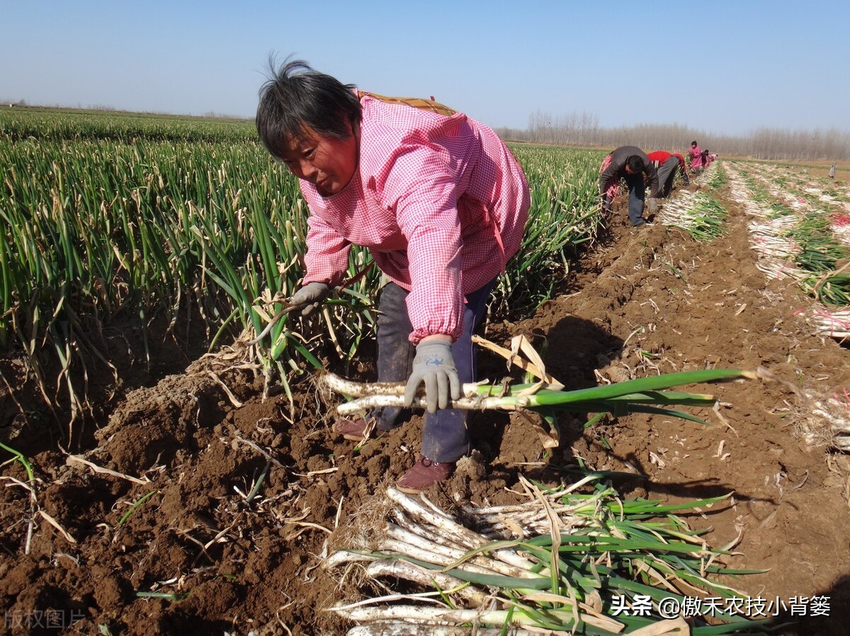 秋季大葱的种植方法和时间,大葱种植技术如何管理