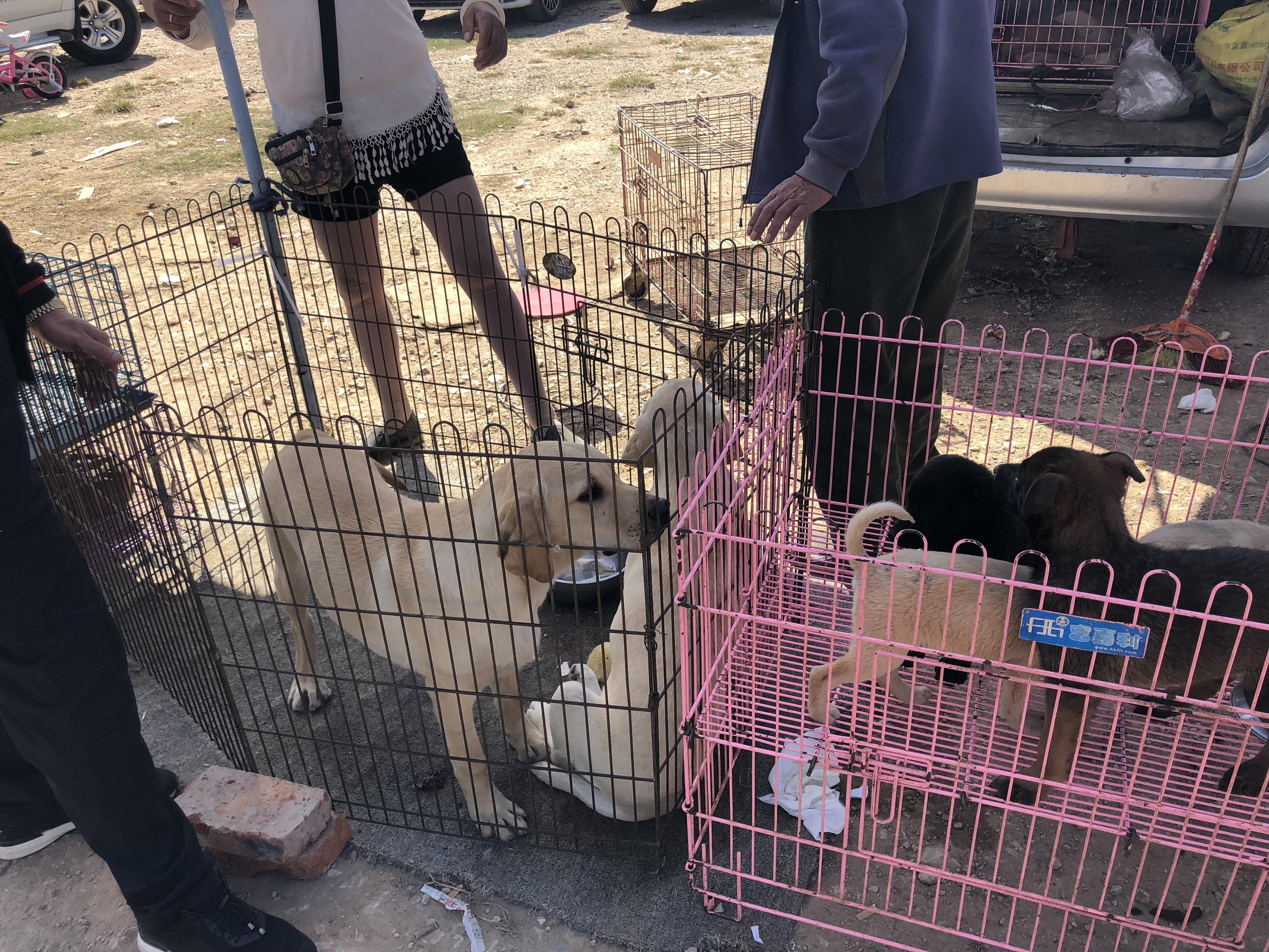 成年拉布拉多在市场能有多少钱,为什么拉布拉多价格不一样