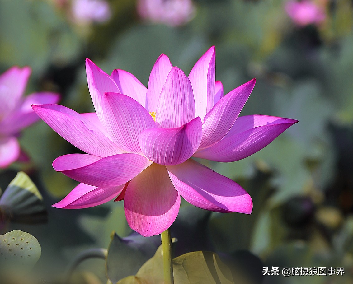 拍摄荷花的十个方法,用荷花花瓣怎样拍好看