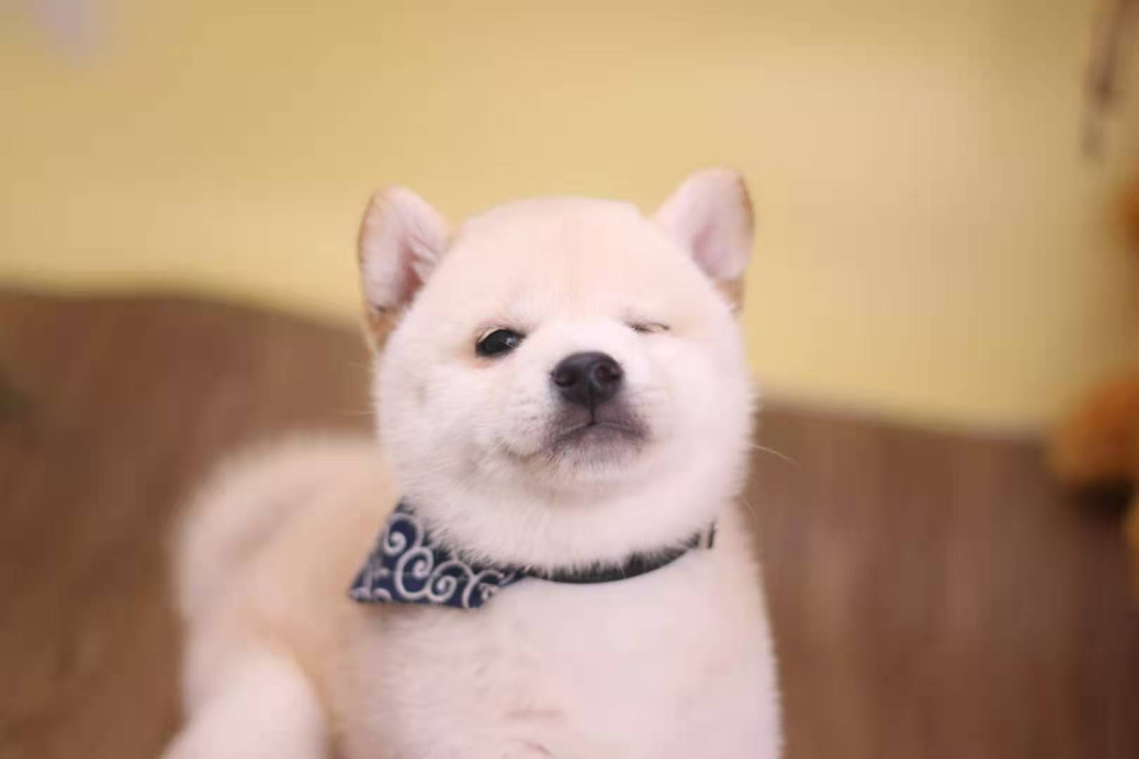 1688上的几块钱的狗靠谱吗,1688卖宠物