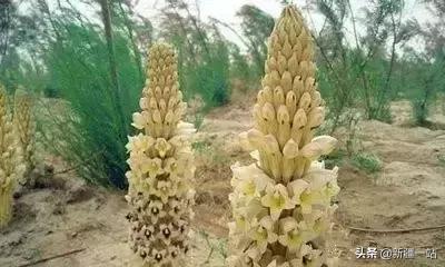 荒漠中有哪些能吃的植物,南疆常见的野生植物