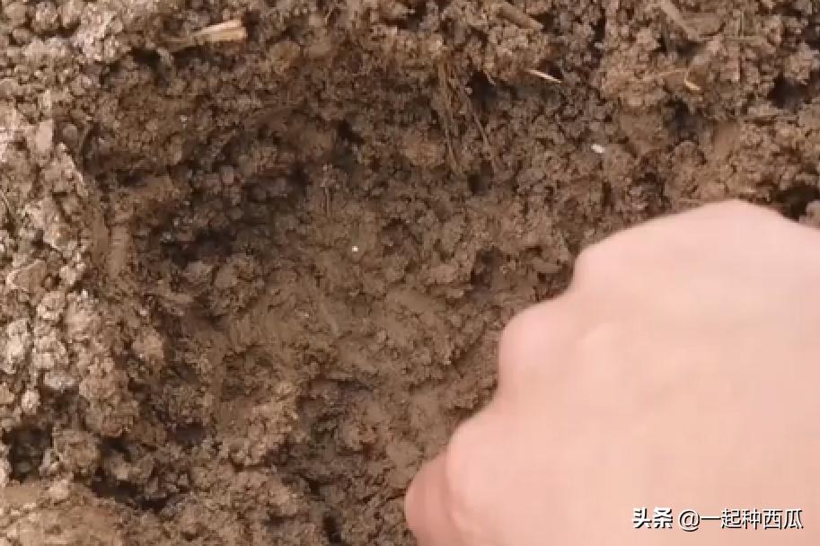 西瓜僵苗可以用赤霉酸吗,阳台西瓜苗僵苗解决办法