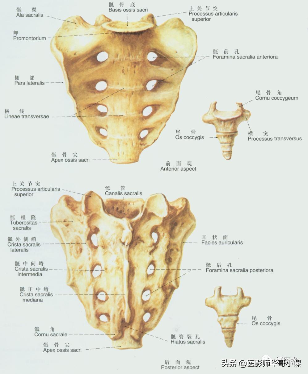 韧带解剖解说视频,韧带解剖图大全书