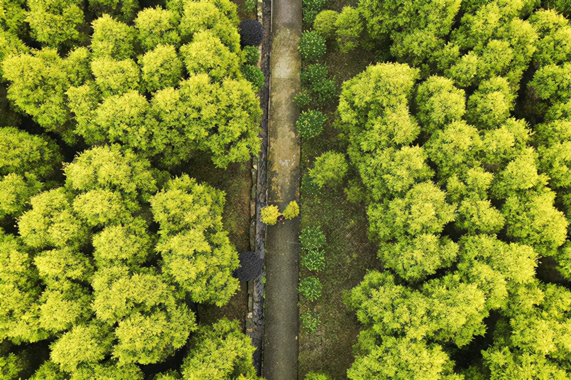 重庆这次疫情什么时候能恢复正常,重庆疫情要闻