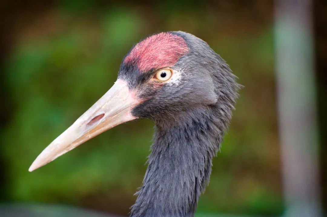 黑颈鹤的有趣之处,黑颈鹤有什么爱好