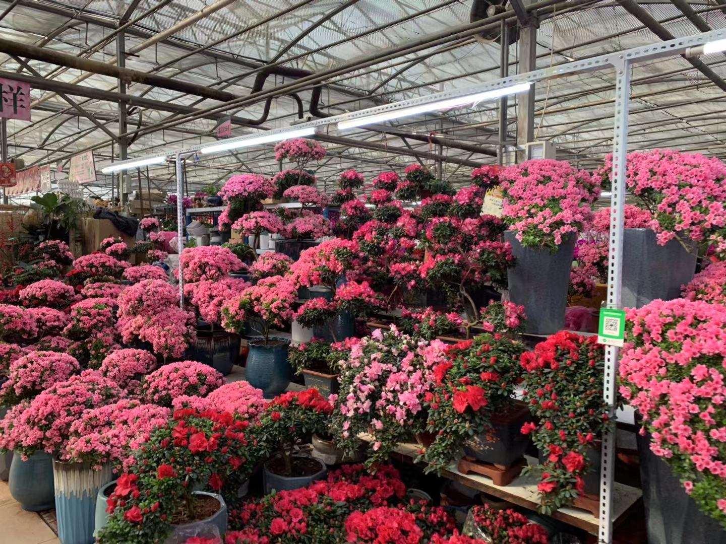 花卉市场旺季不旺的原因,花卉市场迎来销售高峰