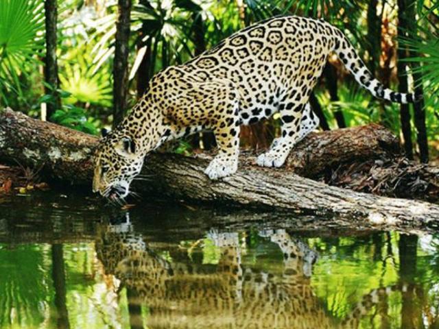 亚马逊雨林是世界上最大的雨林,亚马逊热带雨林最大的生物