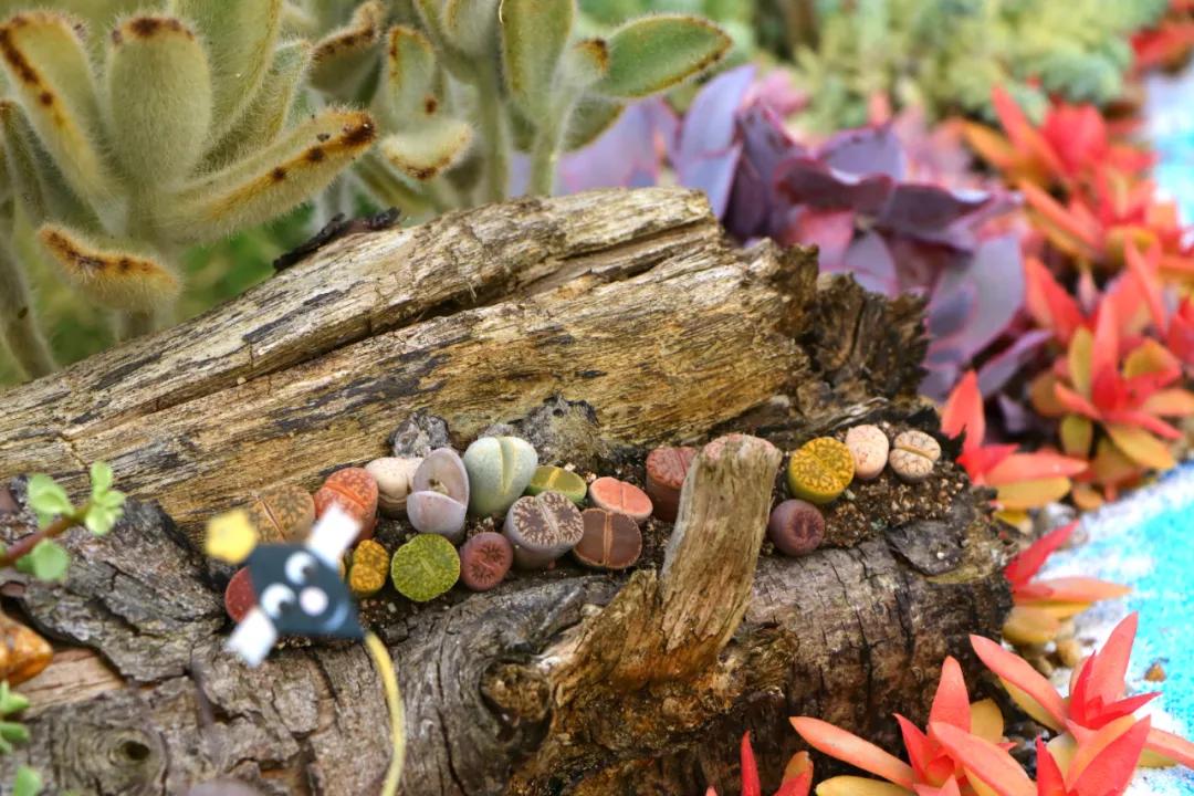 这个年销量上亿株多肉的县城，举办了首届多肉电商节