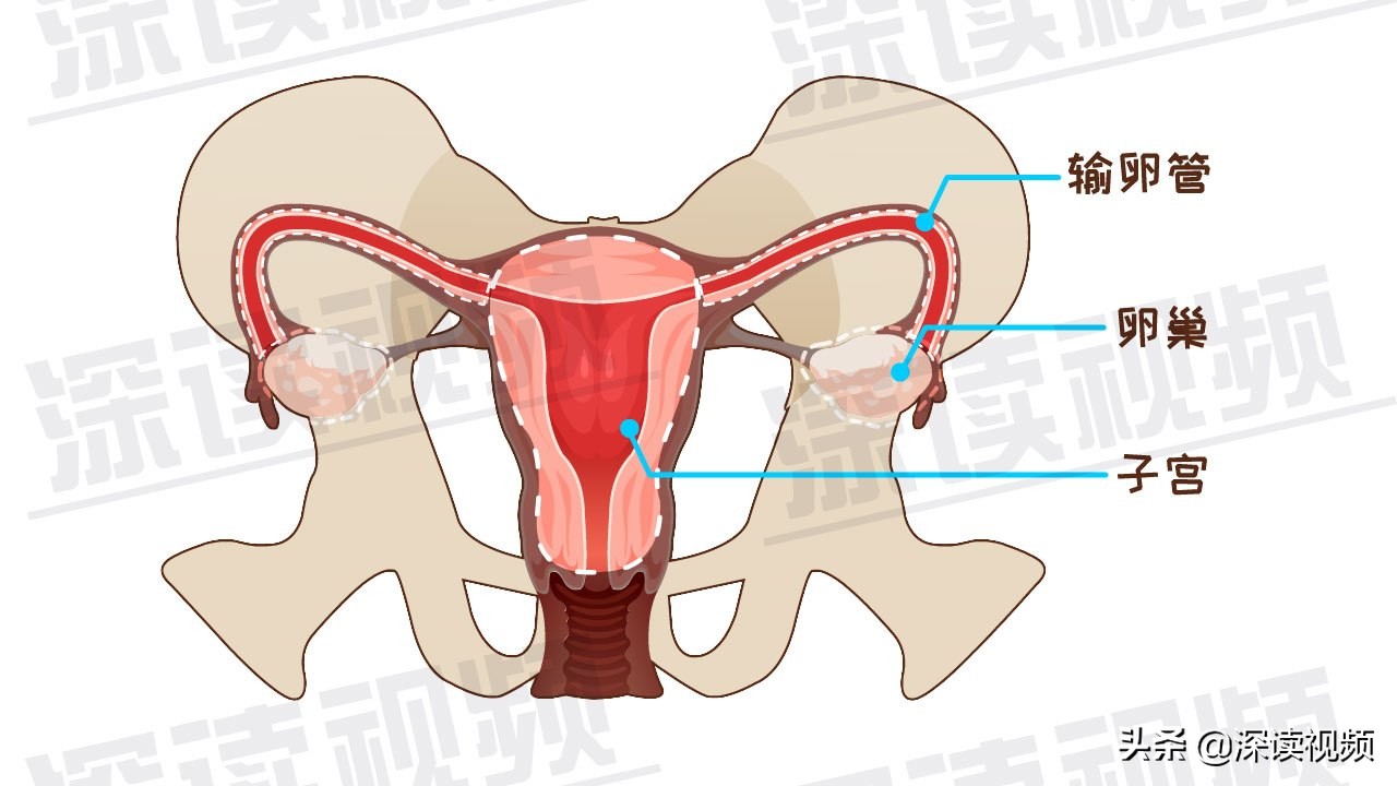 受精卵缘何子宫外安家？是输卵管不通？还是炎症、肿瘤在作妖？