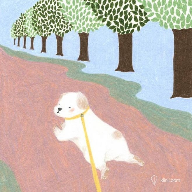 狗狗冷知识大合集视频,狗狗冷知识狗粮