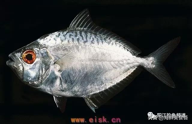 中国本土最便宜的鱼10种,哪些鱼档次又高又便宜