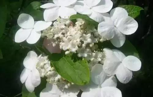 河南城市的市花有哪些花,全国56市市花图片