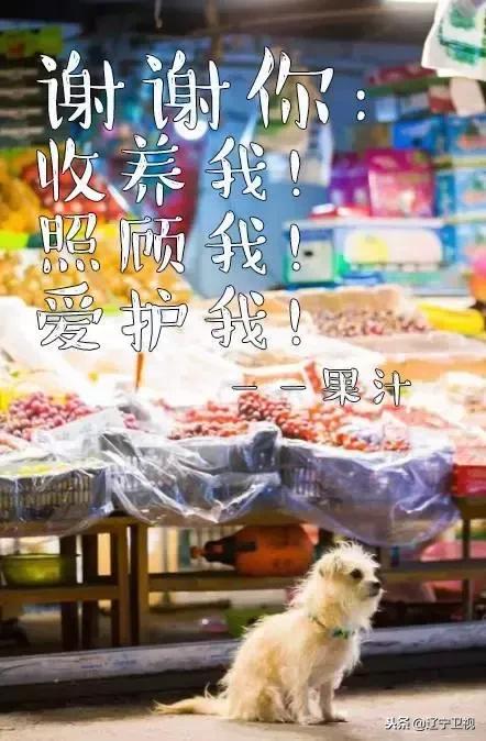 大型动物铲屎官,铲屎官为朕打下的江山猫咪